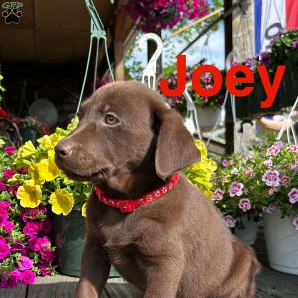 joey, Chocolate Labrador Retriever Puppy